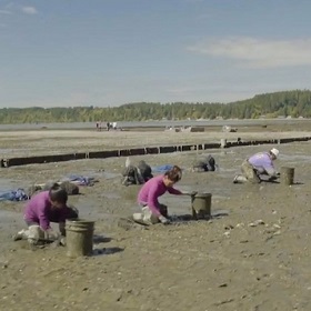 Farming shellfish on the tidal flats of Puget Sound