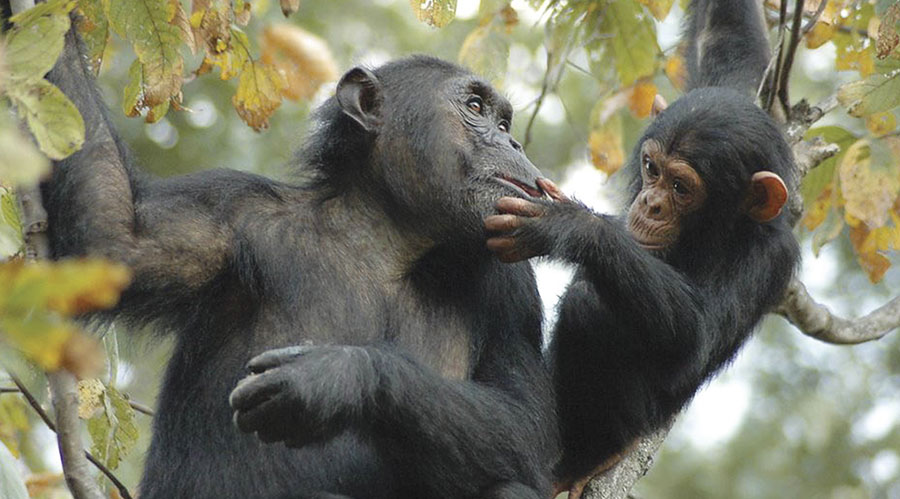 The Jane Goodall Institute (JGI) protects wild chimpanzees in and around Gombe National Park in Tanzania. (Image courtesy of JGI.)