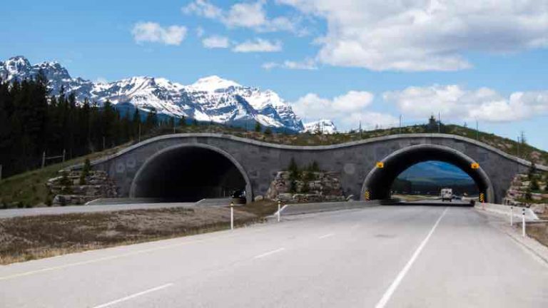 Wildlife overpass in Banff National Park