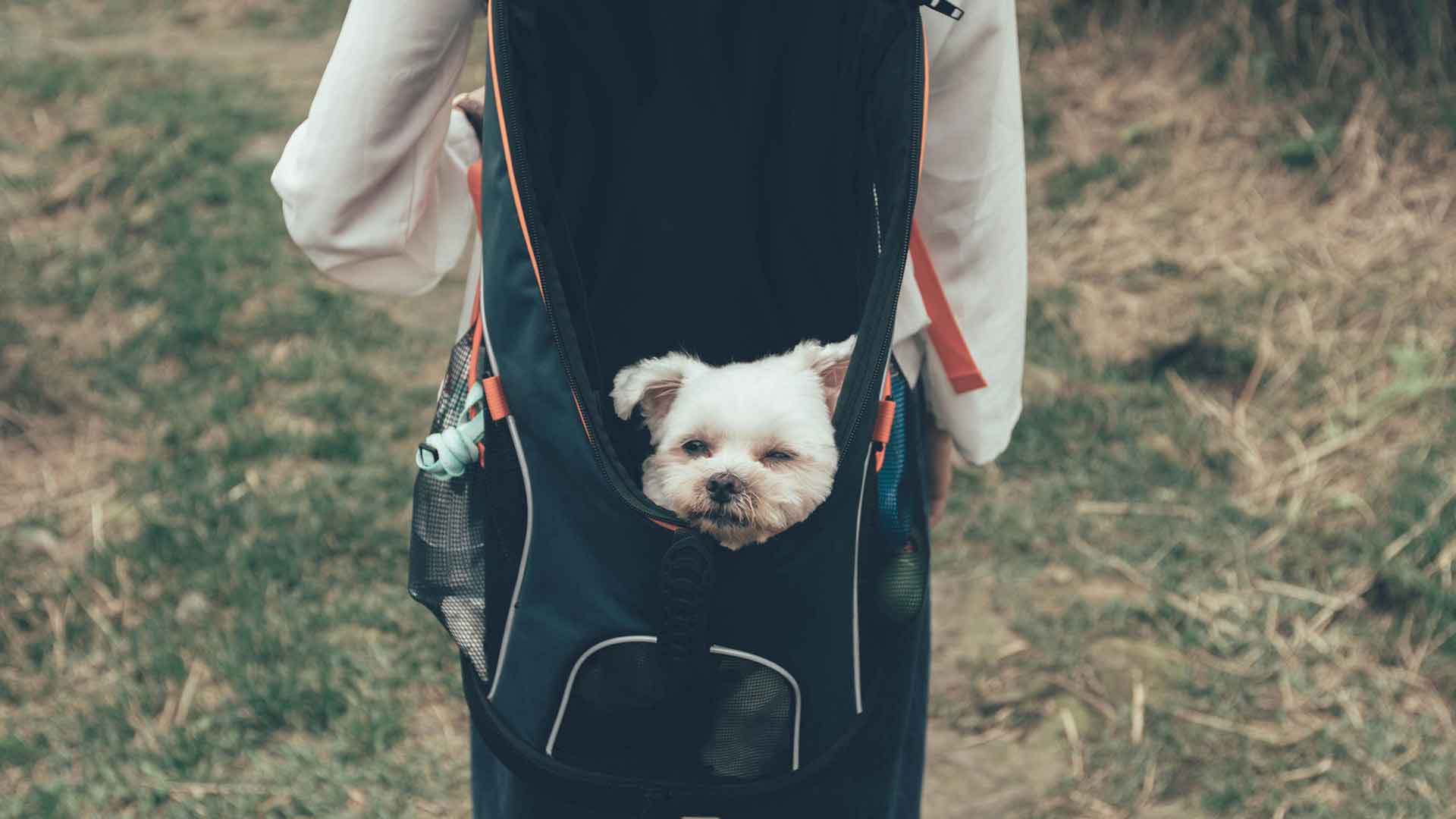 This small dog in a backpack could be key to sustainable growth for one company