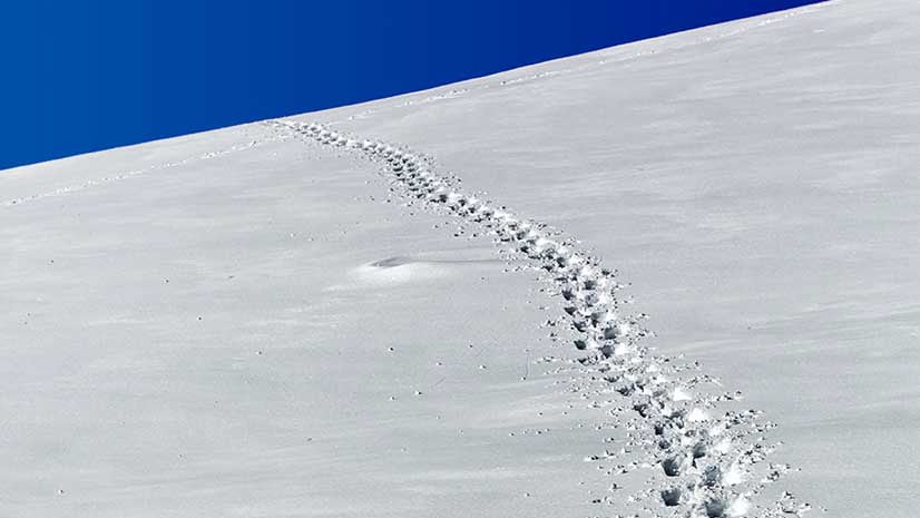 Tracks on a snowy hillside represent a digital carbon footprint